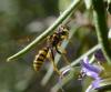 Nomada succincta
